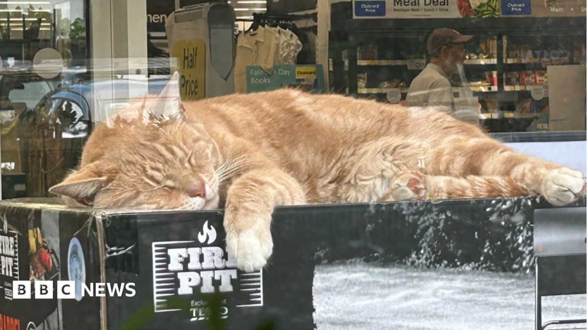 Leo the cat becomes Bracknell celebrity after daily shop visits