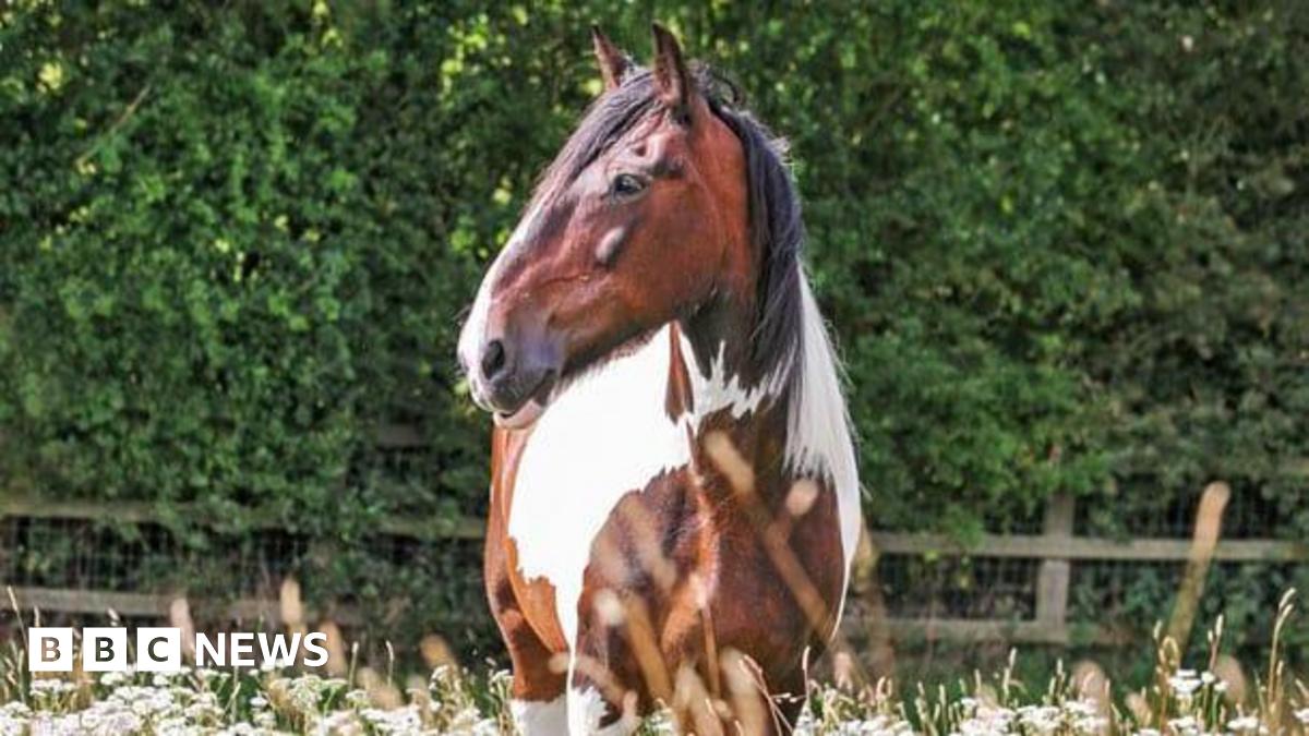 Final goodbye to ‘brave’ former Thames Valley Police horse Trojan