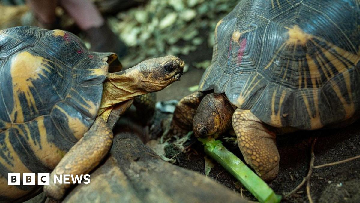 News graphic hinting at a scandalous revelation