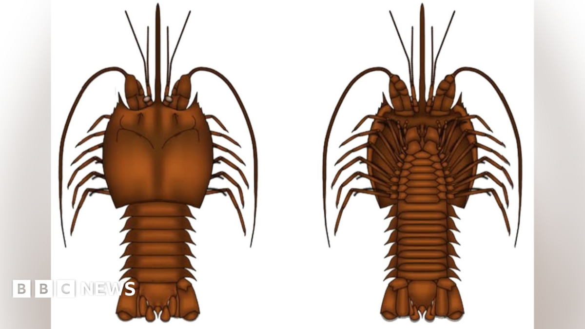 bbc.co.uk - Matthew Richards - New 'bum-head' shrimp species found in Brymbo fossil forest