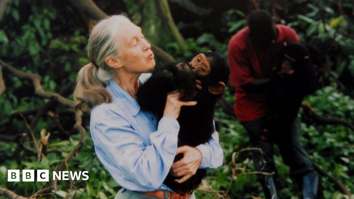 ‘An extraordinary legacy’: Tributes after chimpanzee expert Jane Goodall dies age 91 – follow live