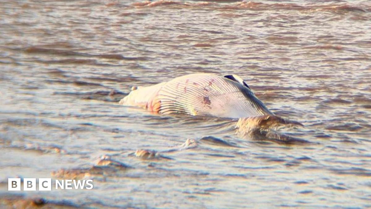 Whale spotted near Port of Immingham confirmed dead