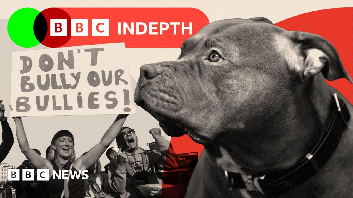Montage image showing an XL bully dog and a demonstration by those opposing a ban on the breed