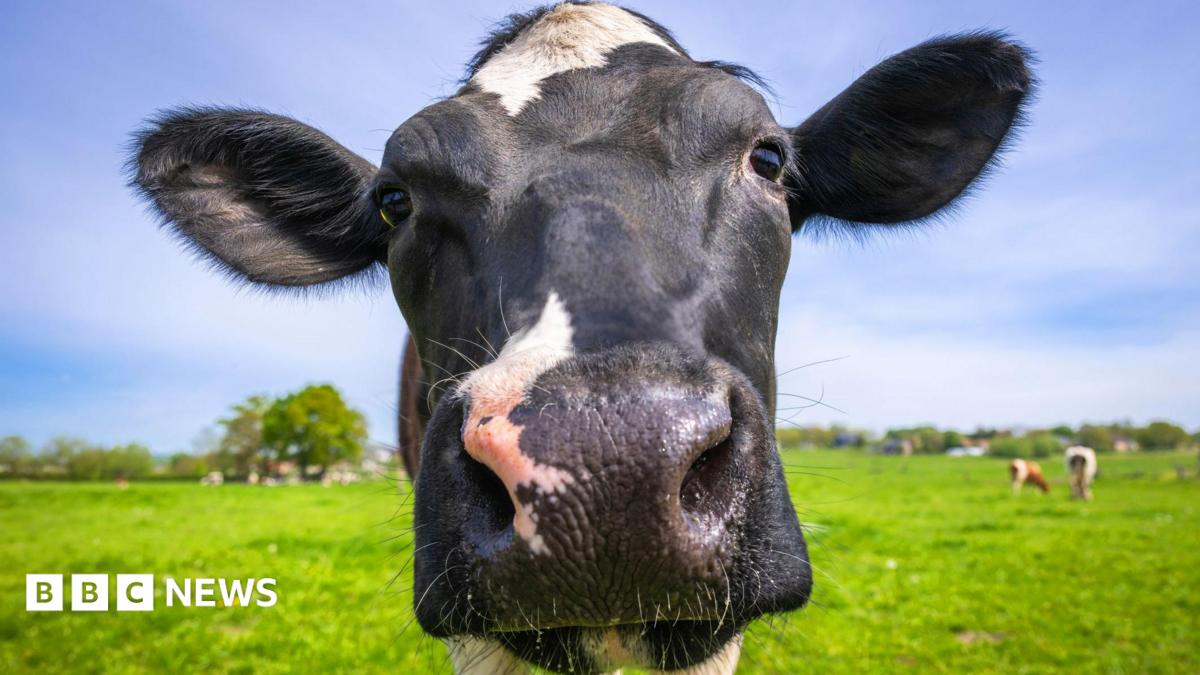 bbc.co.uk - Mad cow disease case confirmed at farm in Dumfries and Galloway