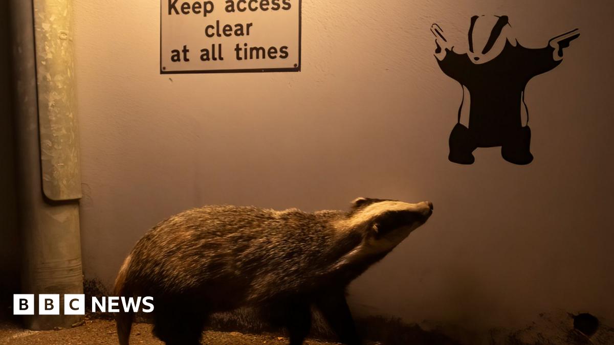 Badger admiring Banksy-style image wins wildlife photo competition - BBC News