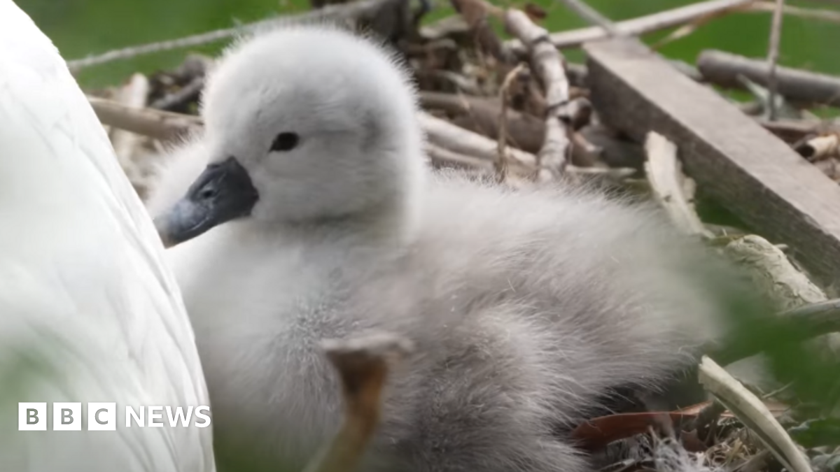 Ouseburn welcomes first mute swan cygnets since 2023