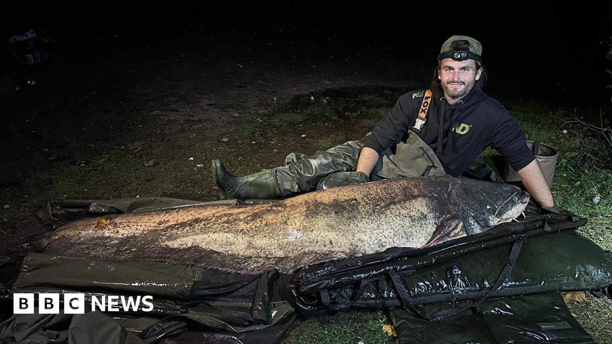 Essex: ‘Largest recorded UK catfish’ caught