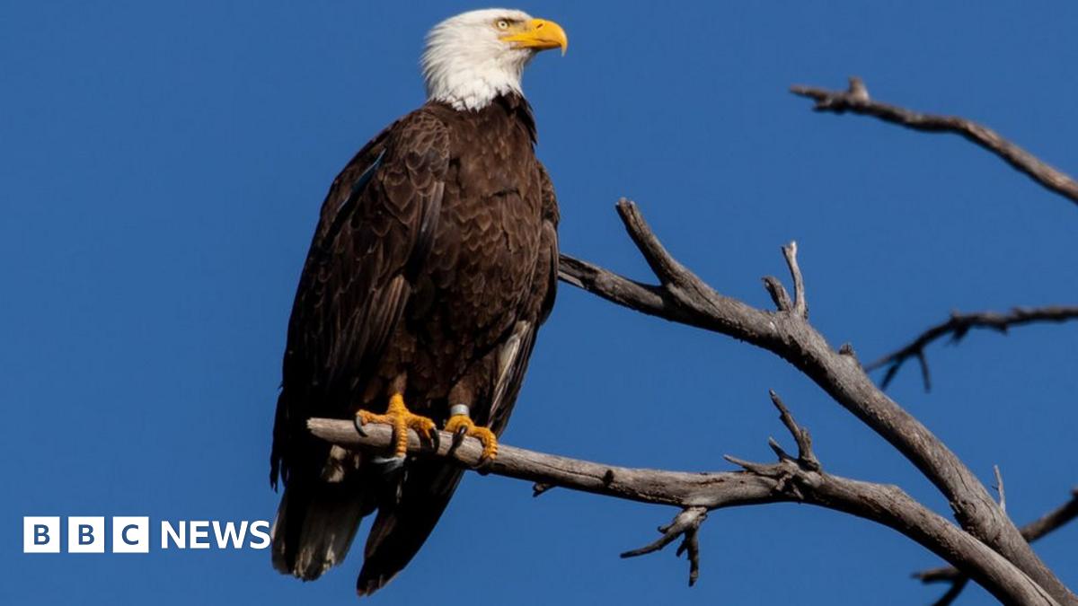 Men accused of killing 3,600 birds including eagles BBC News