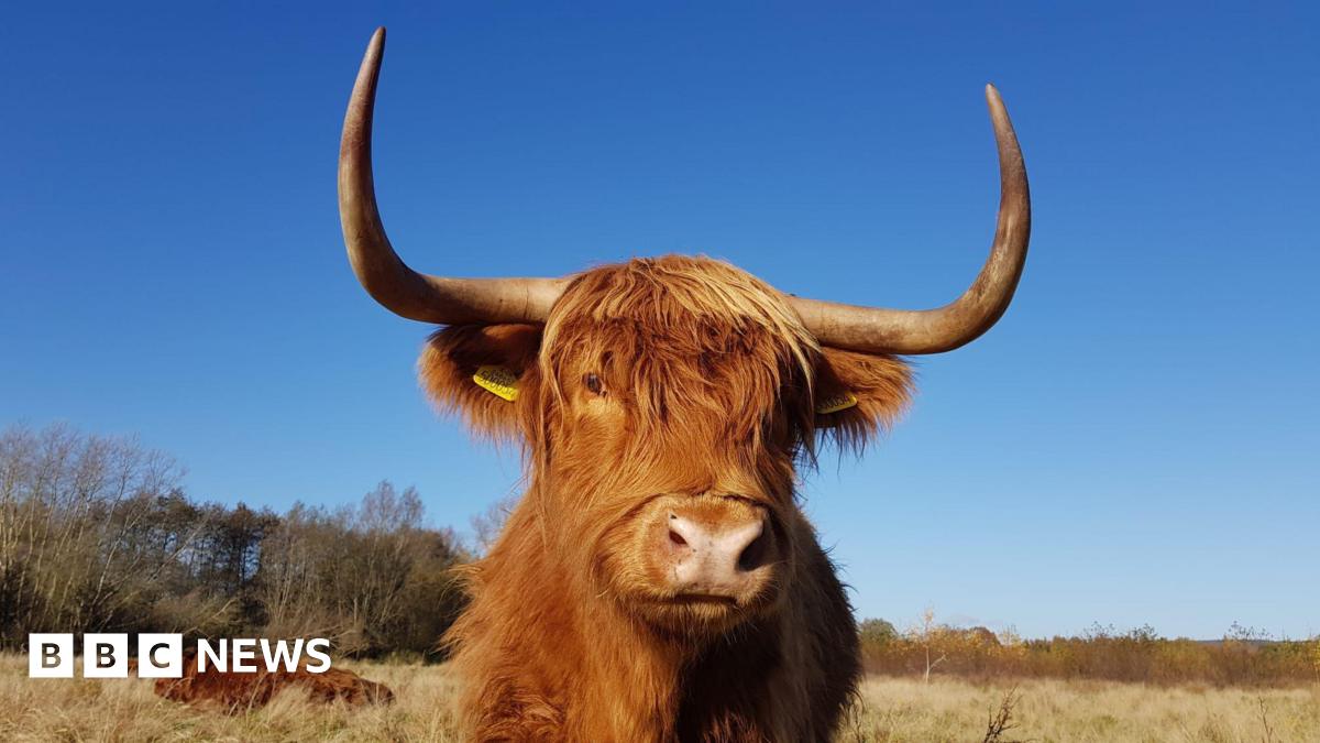 Three highland cows grazing at a field. One of them, which has a yellow tag on its ear, is staring at the camera.