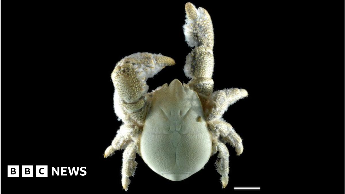 Hoff crab' gets formal scientific name - BBC News