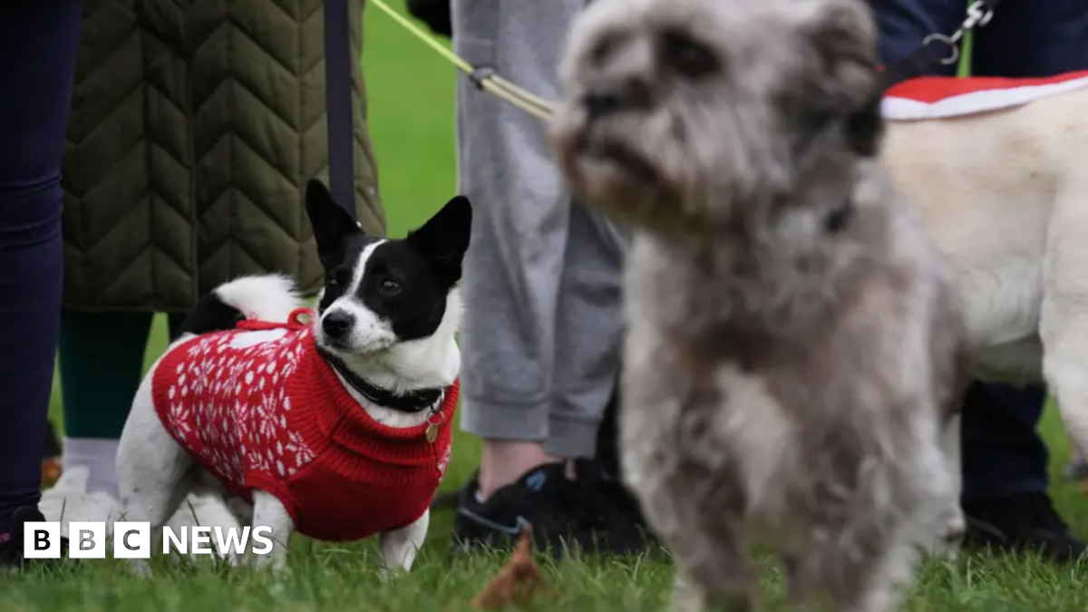 Jersey pet owners to need certificates for EU travel