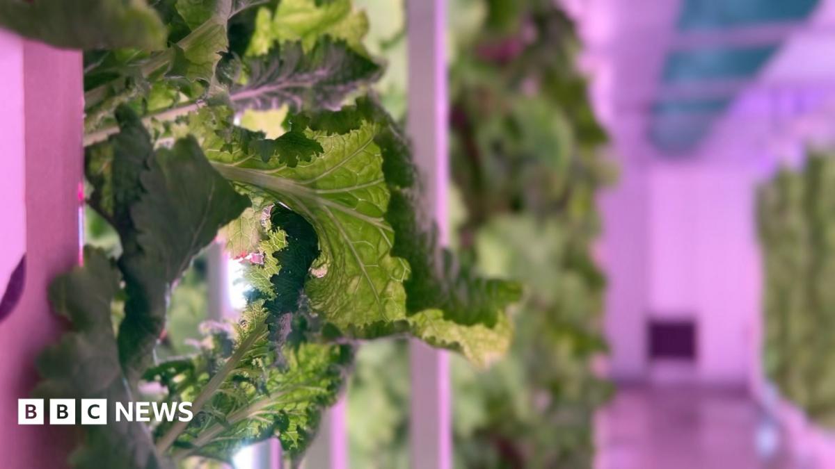 bbc.co.uk - Alex Meakin - The crops being grown indoors in Bracknell, without sun or soil