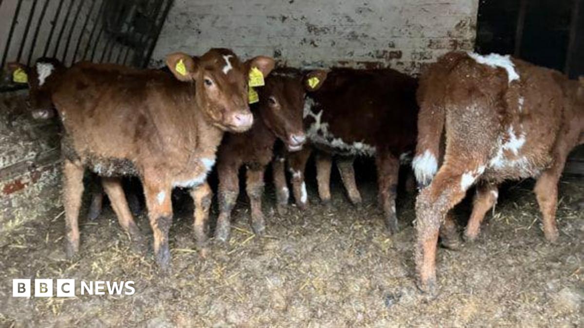 jennifer bennett uttoxeter cattle case