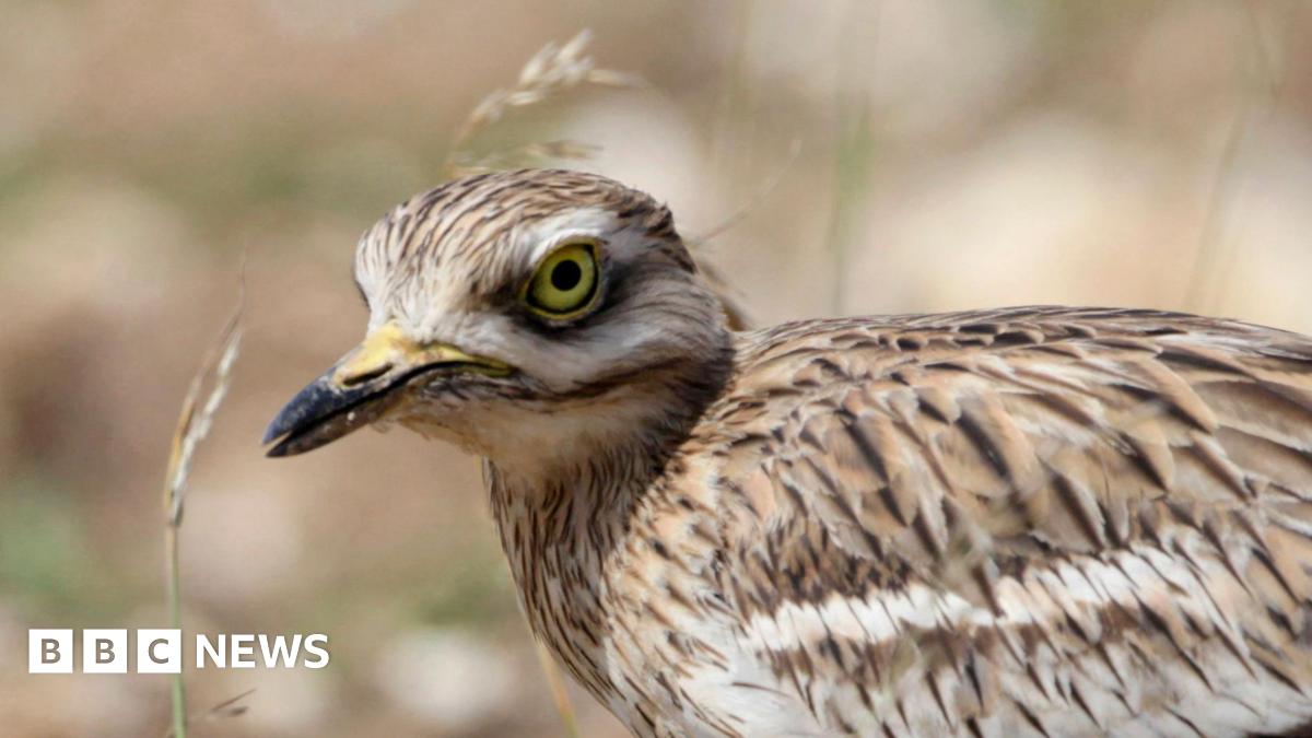 Project to save endangered stone-curlew bird marks 40 years