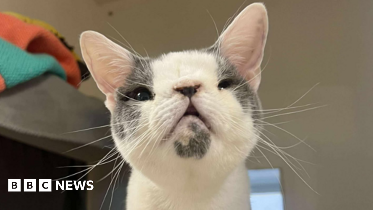 Sid the cat abandoned in Wolverhampton gets his happy ever after