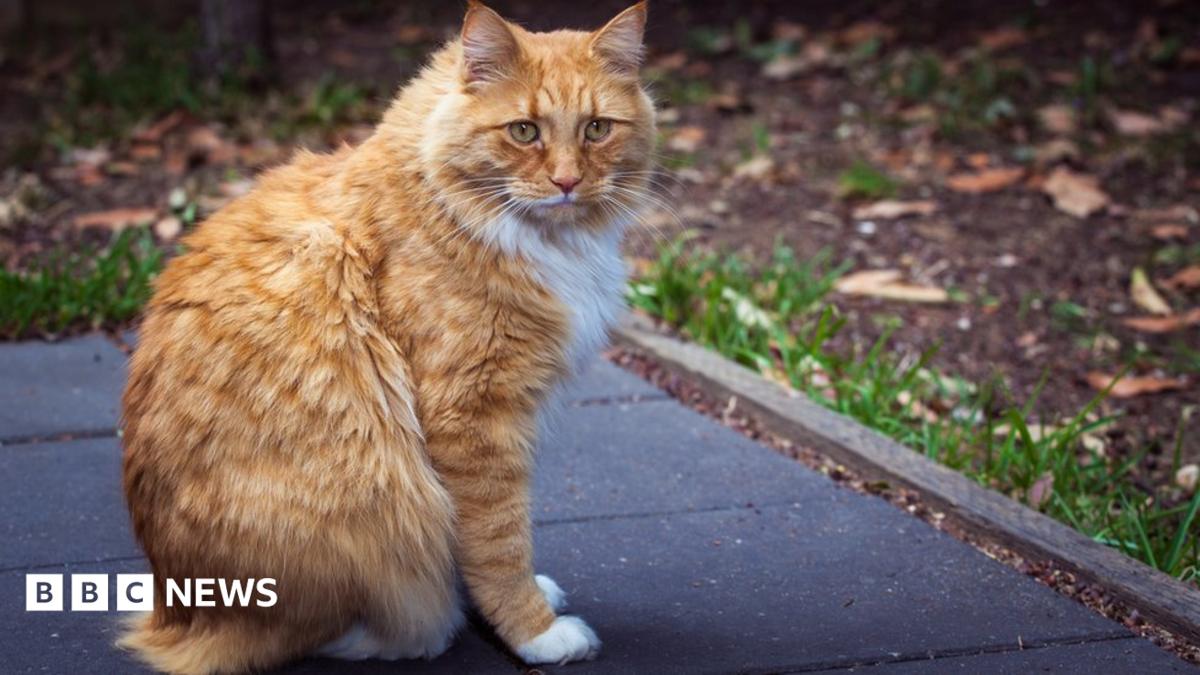A cat on a deck