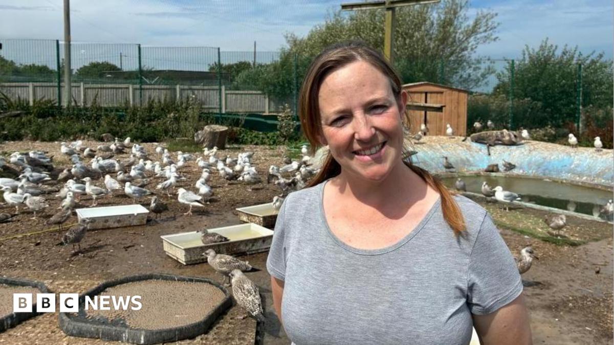 Whitby rescue centre cares for hundreds of gulls every summer