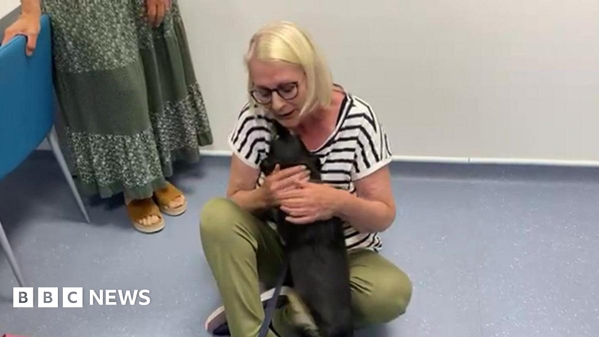 Leicestershire owner reunited with lost dog in Cornwall - BBC News