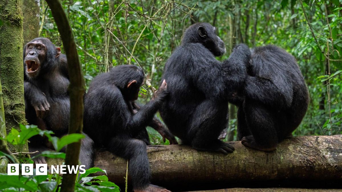 Wild chimpanzees filmed using forest 'first aid'