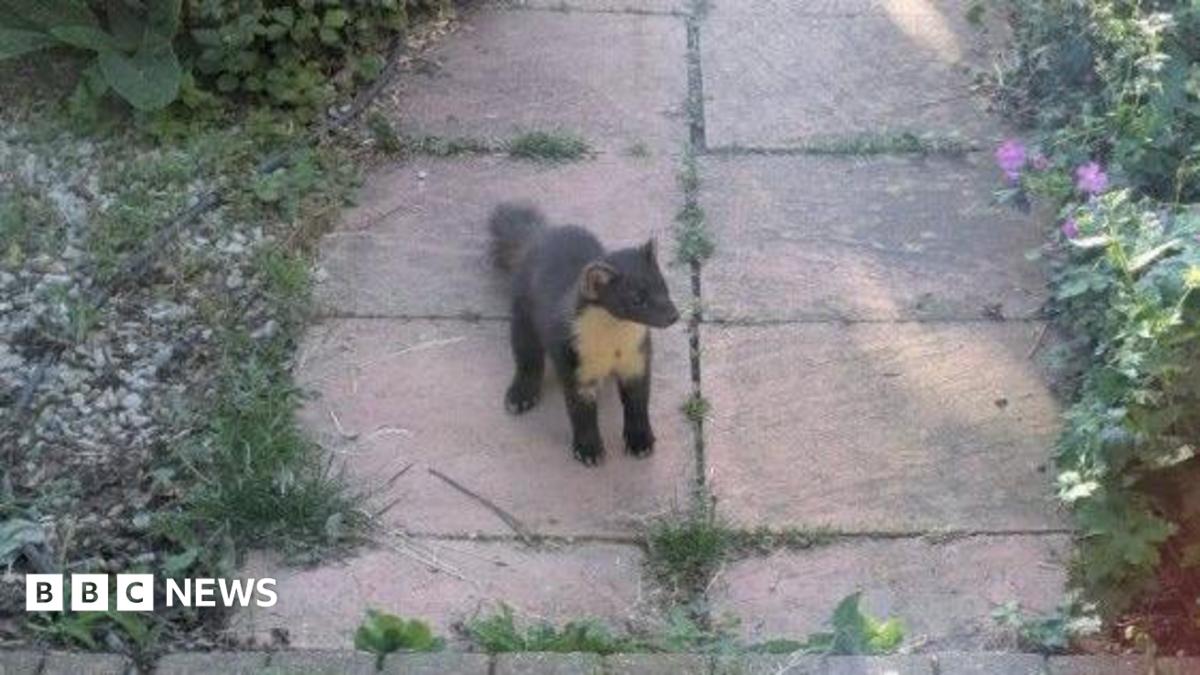 Pine marten spotted in Worthing garden is first seen in 100 years