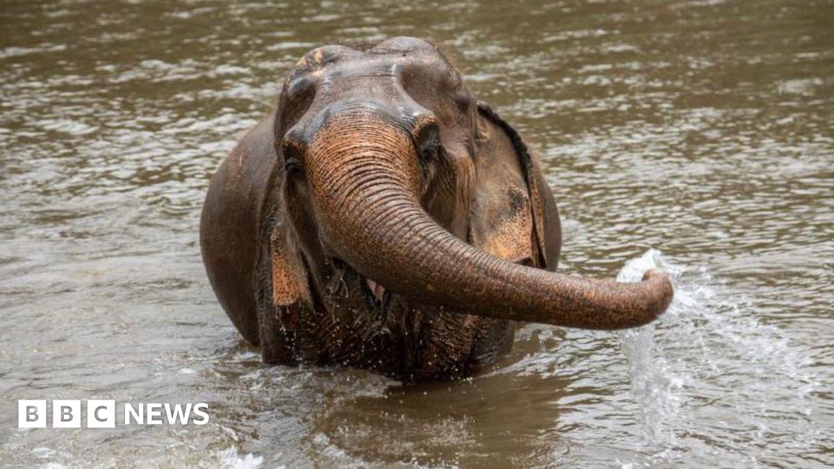 ‘Stressed’ elephant kills Spanish tourist in Thailand