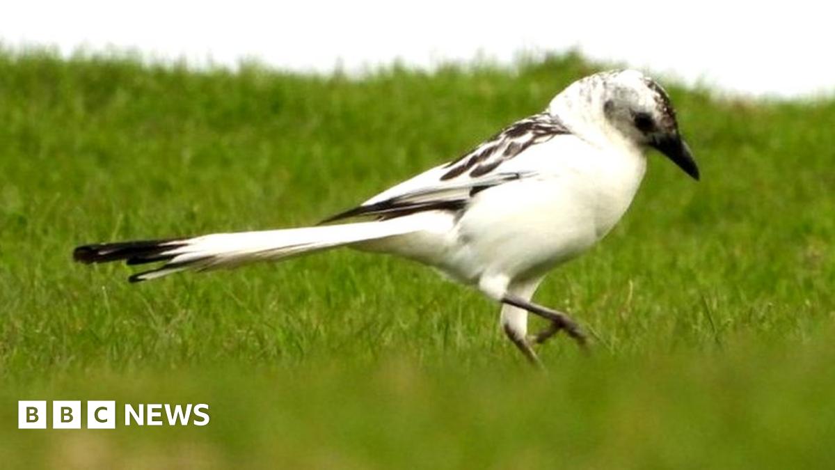 Rare white magpie spotted in Pembrokeshire in 'special' moment - BBC News