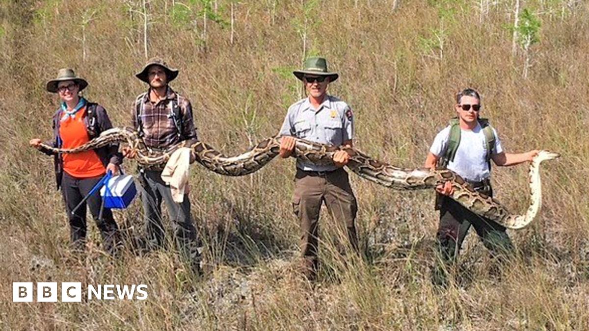 Florida python: Massive pregnant snake caught using new approach - BBC News