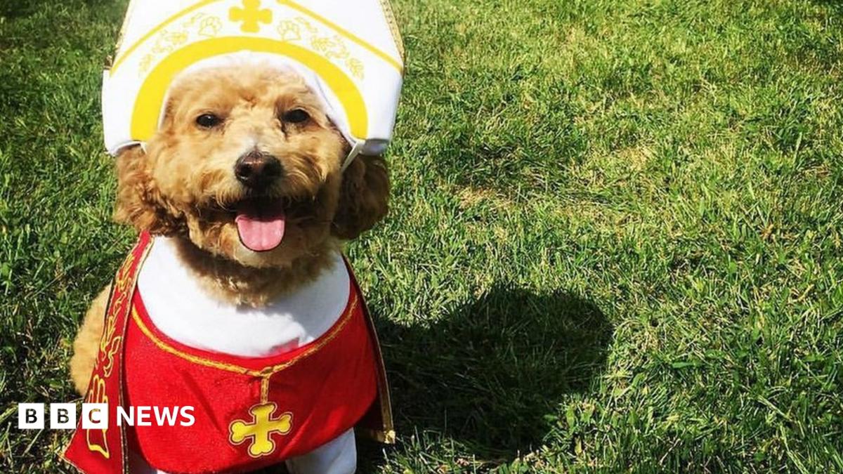 'Pope dogs' craze triggered by papal visit - BBC News