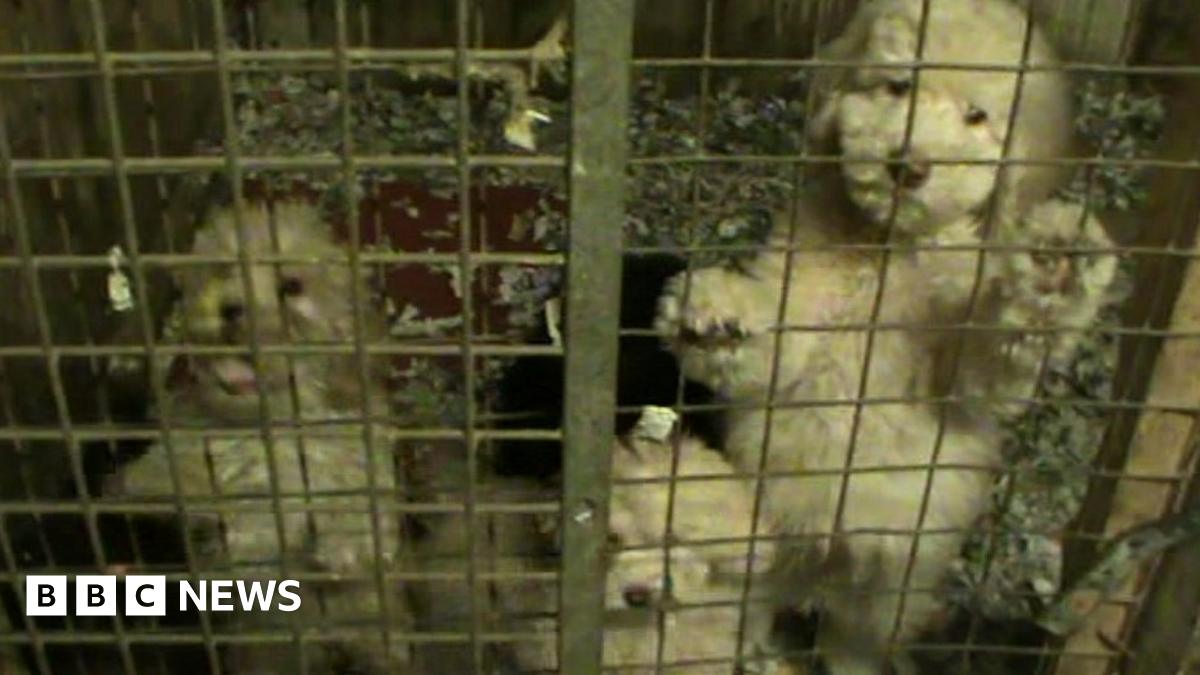 Aveley puppy farm gang spared jail over £300k fraud