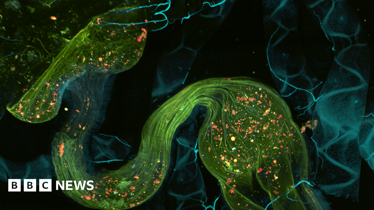 Andor: Scientific camera maker to expand Belfast business - BBC News