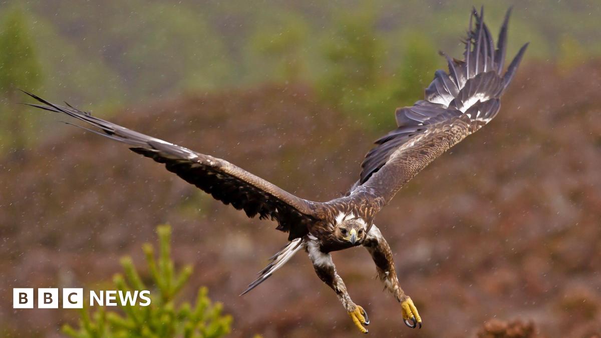 bbc.co.uk - Esme Stallard - Government backs permanent return of golden eagles to England