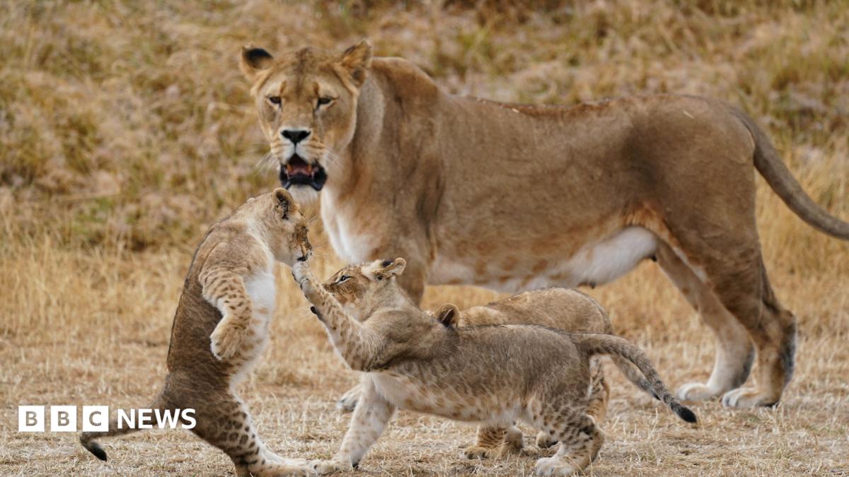 West Midlands Safari Park welcomes summer attraction tax cut