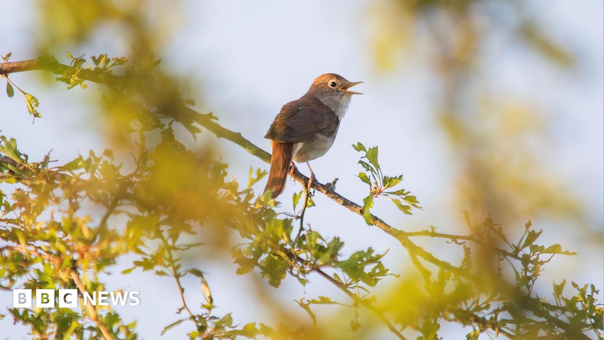 bbc.co.uk - Matthew Lockwood - Hundreds of species found at former farmland in Bedfordshire