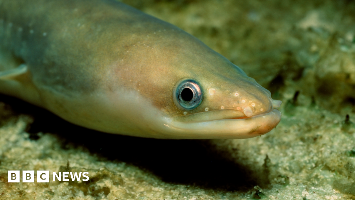 bbc.co.uk - Kirsten Robertson - Why eels are being reintroduced to British waterways