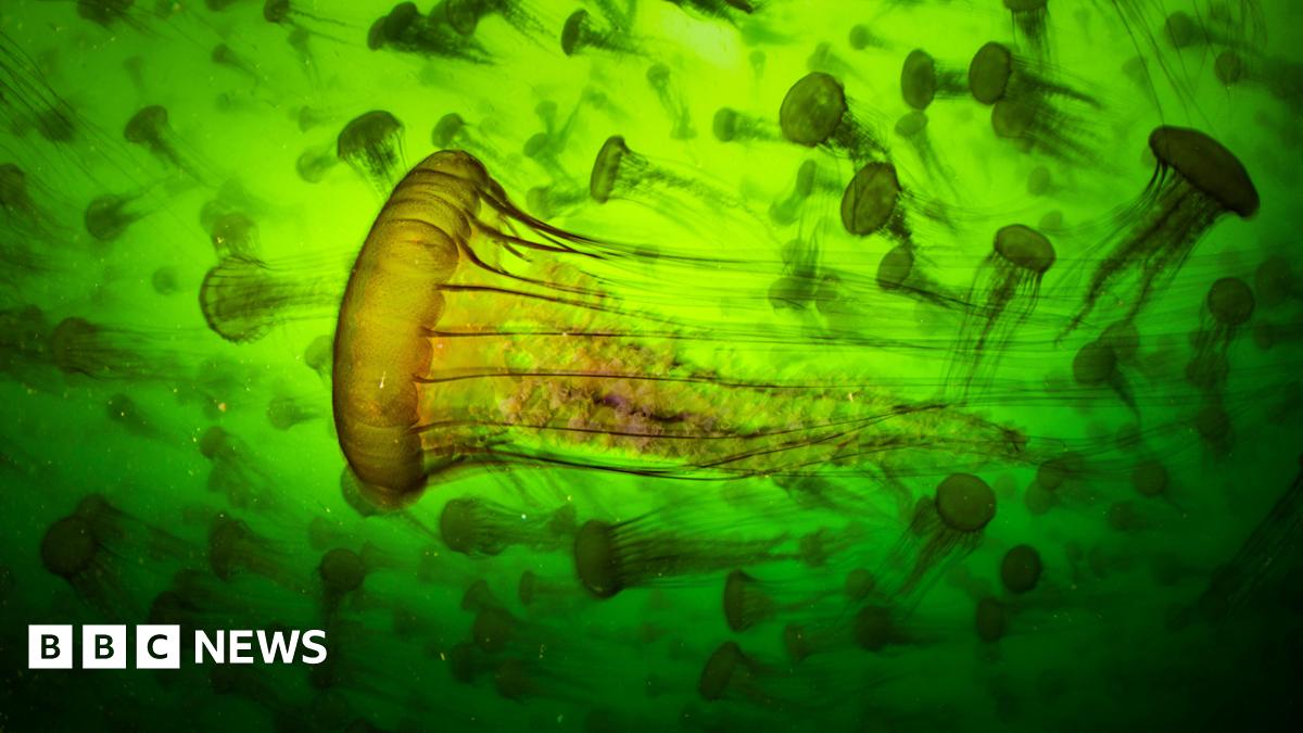 bbc.co.uk - Jacob Panons - World-renowned' photo exhibition returns to Brighton