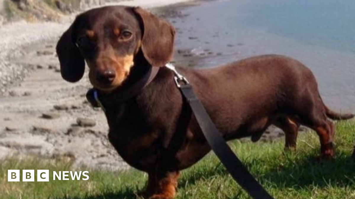 Dog dies after being attacked on beach