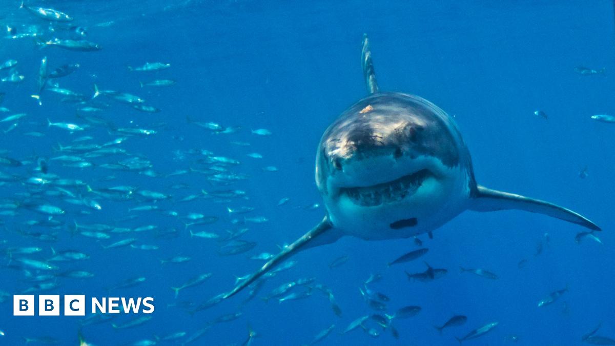 
                            Great white sharks face extinction in Mediterranean, say researchers