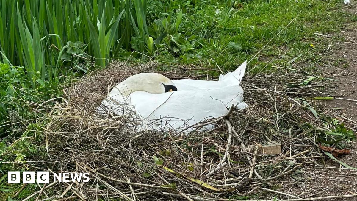 Swan dies after suspected dog attack at Barton Country Park