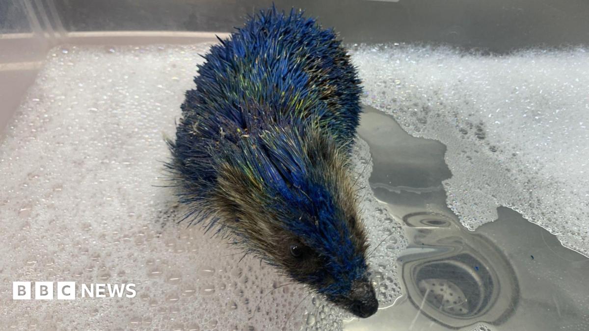 Hedgehog painted blue and yellow in Leeds 