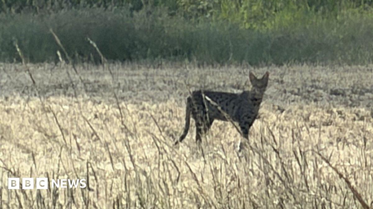 A spotted cat believed to be a serval or Savannah cat near Bramerton