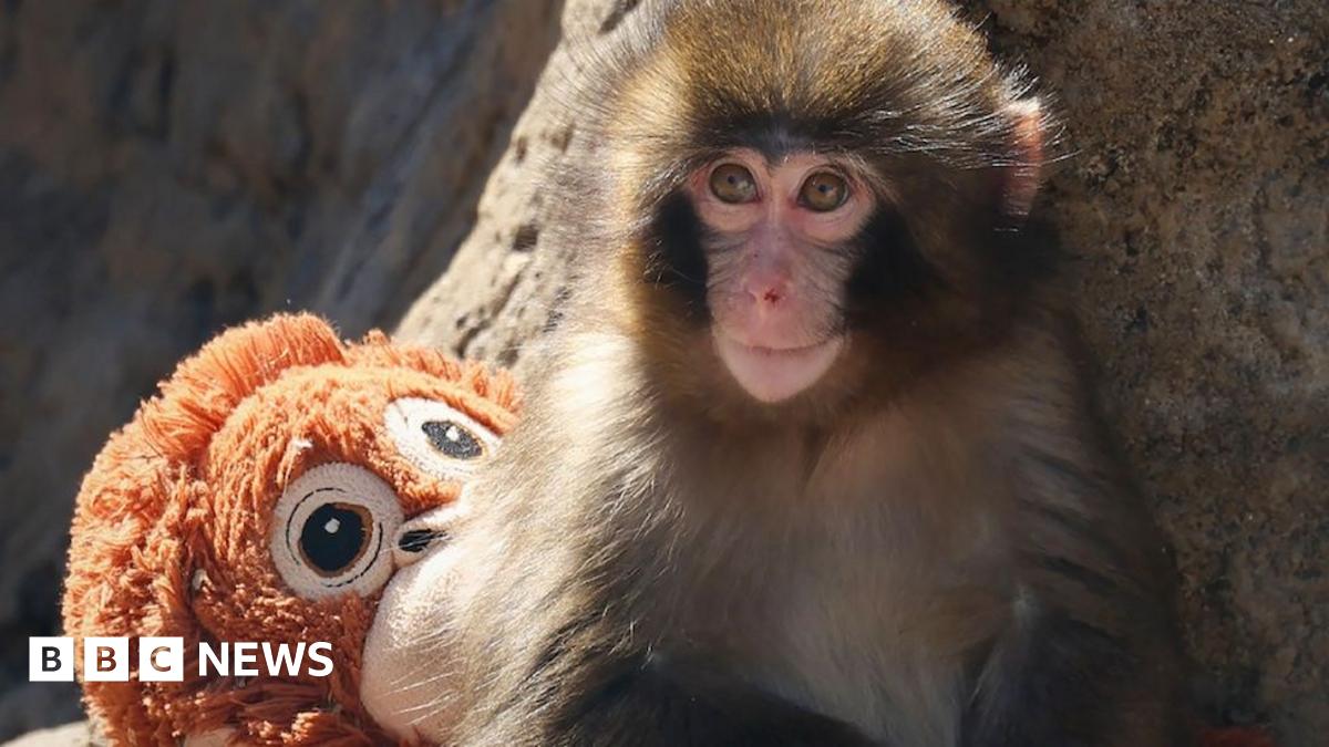 
                            BBC News quiz of the week: How did this baby monkey break the internet's heart?
