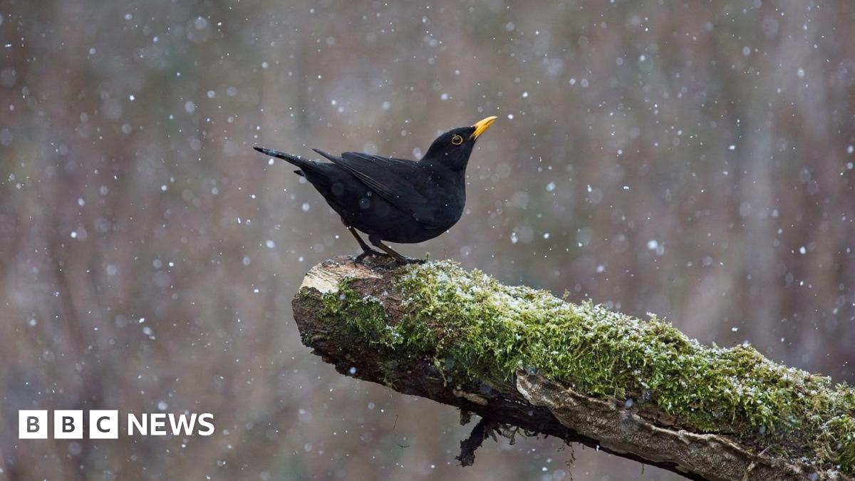 Usutu Virus in Scotland: Bird Deaths & Mosquito-Borne Disease Risk