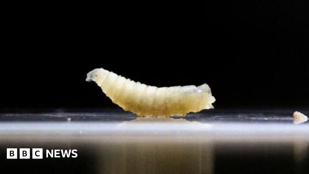 US plans to fight flesh-eating screwworm outbreak with flies and dogs