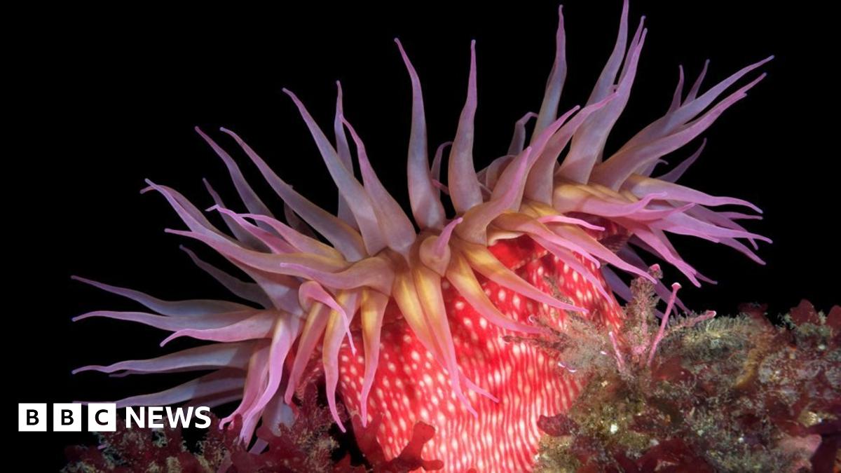 The creature with the key to immortality? BBC News