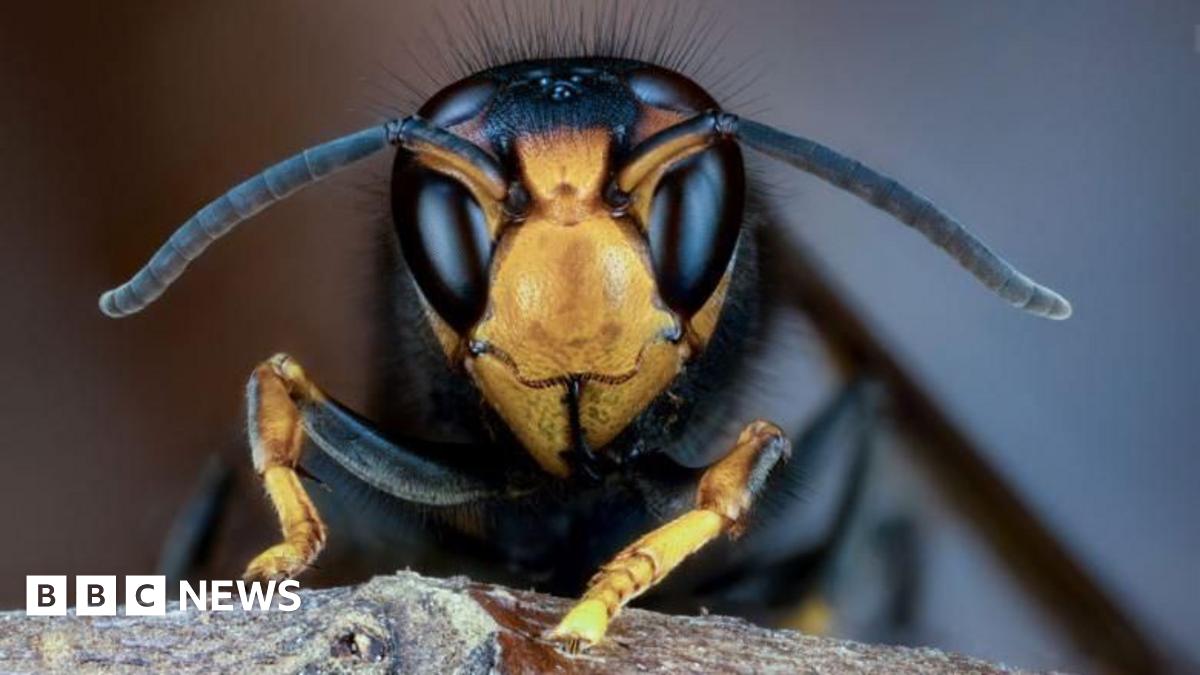 New Zealand drafts in Kent and Sussex Asian hornet hunters   www.bbc.co.uk