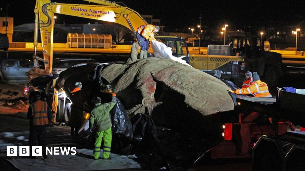 Sperm whales taken from Skegness beach to landfill
