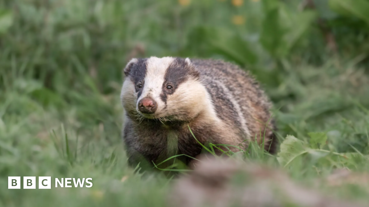Most people only encounter badgers with roadkill' - BBC News