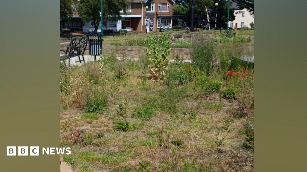 Replanting promise for weed-ridden Marske Square