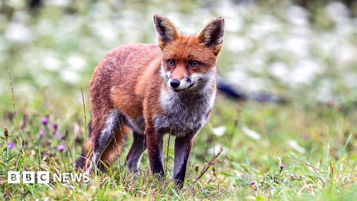 Citizen scientists needed to help protect Somerset wildlife