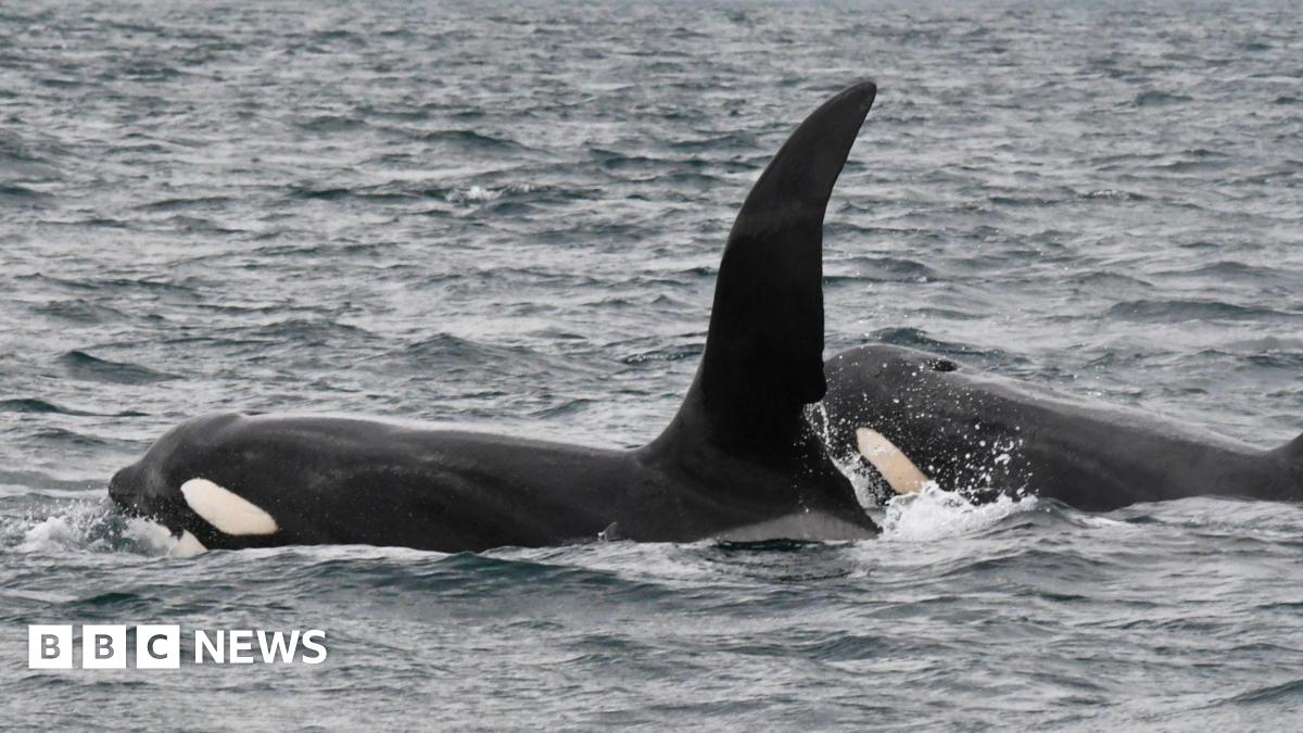 Backshall says orca sighting off Cornwall ‘greatest British wildlife encounter’
